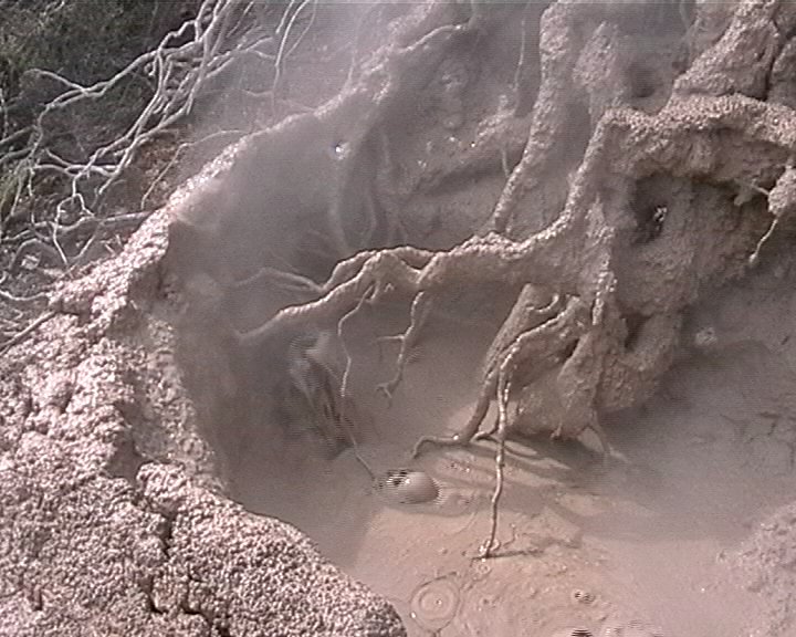 Schlammtümpel in Rotorua